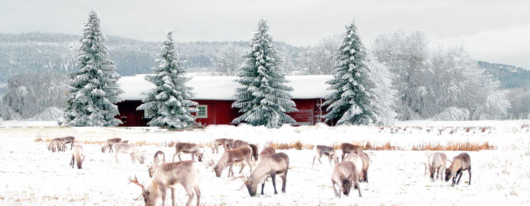 All our Finland<br class="hidden-md hidden-lg" /> Christmas Holidays