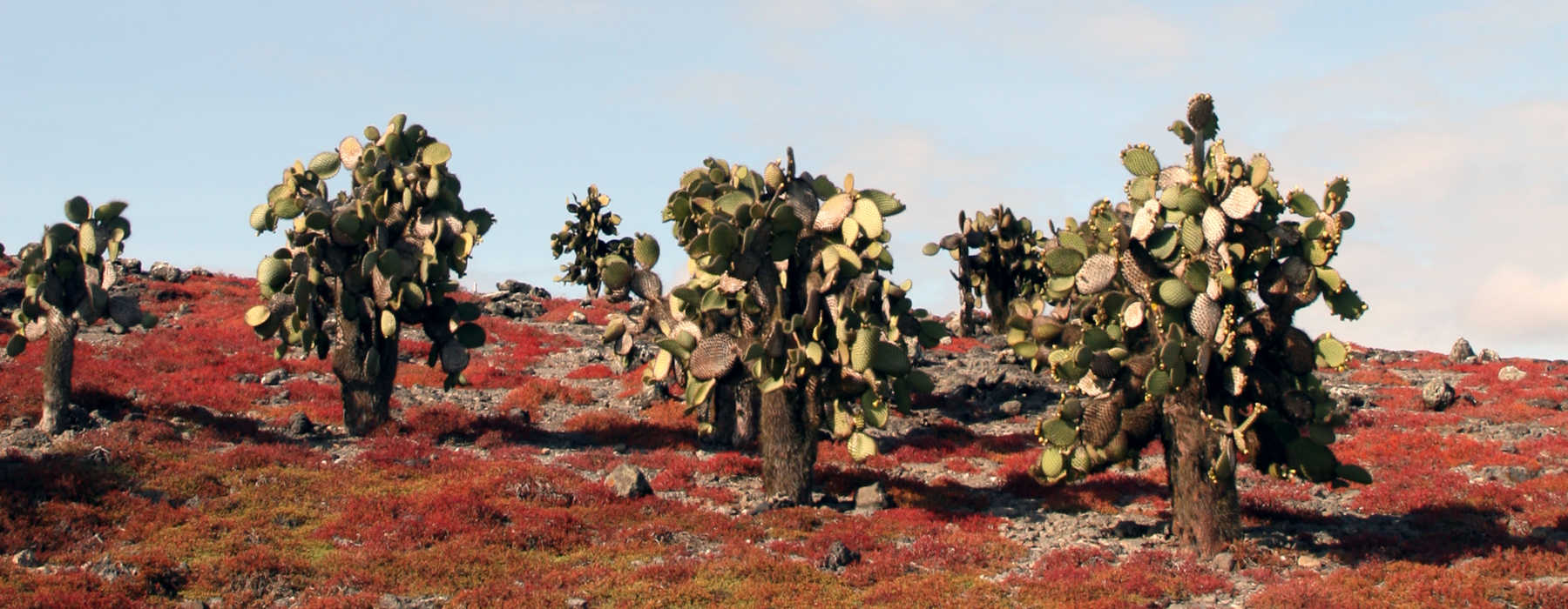 Galapagos Archipelago<br class="hidden-md hidden-lg" /> Holidays