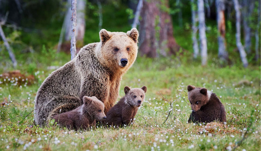 Best Places to See Bears