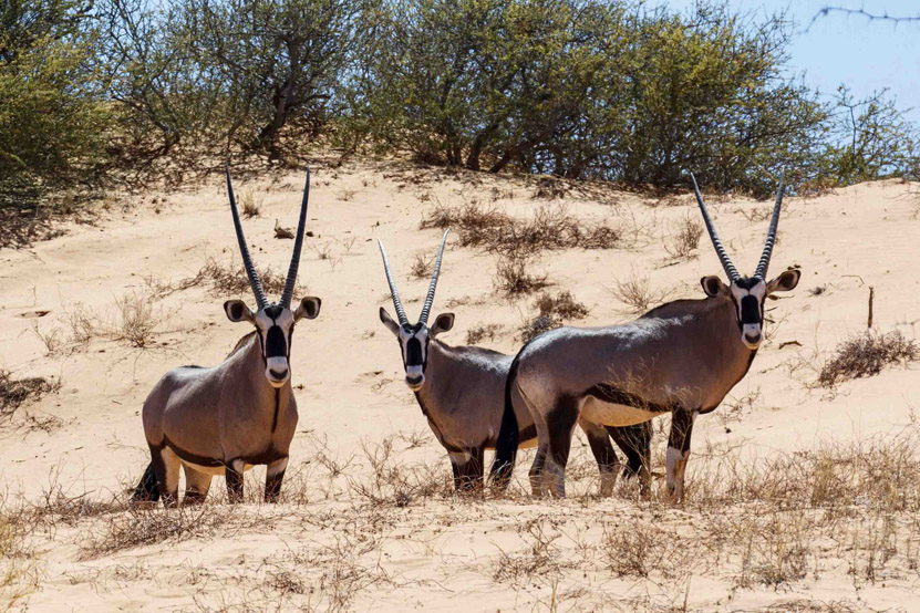 Safari Park Animals: Does Size Matter?