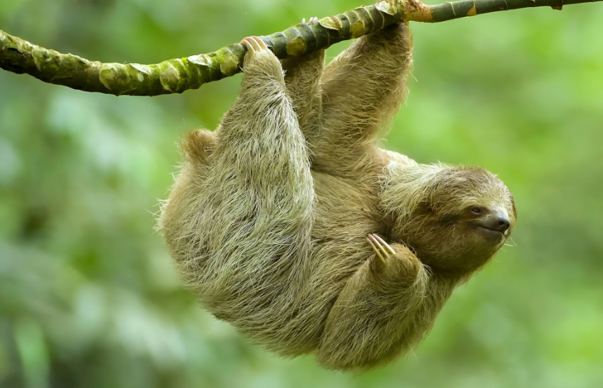 Top Eight Sloth Facts