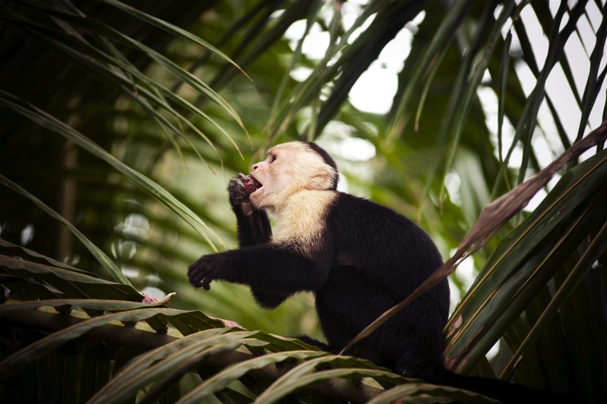 Monkey in tree in Costa Rica