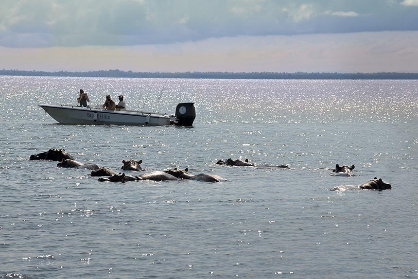 Hippos in lake in Zimbabwe