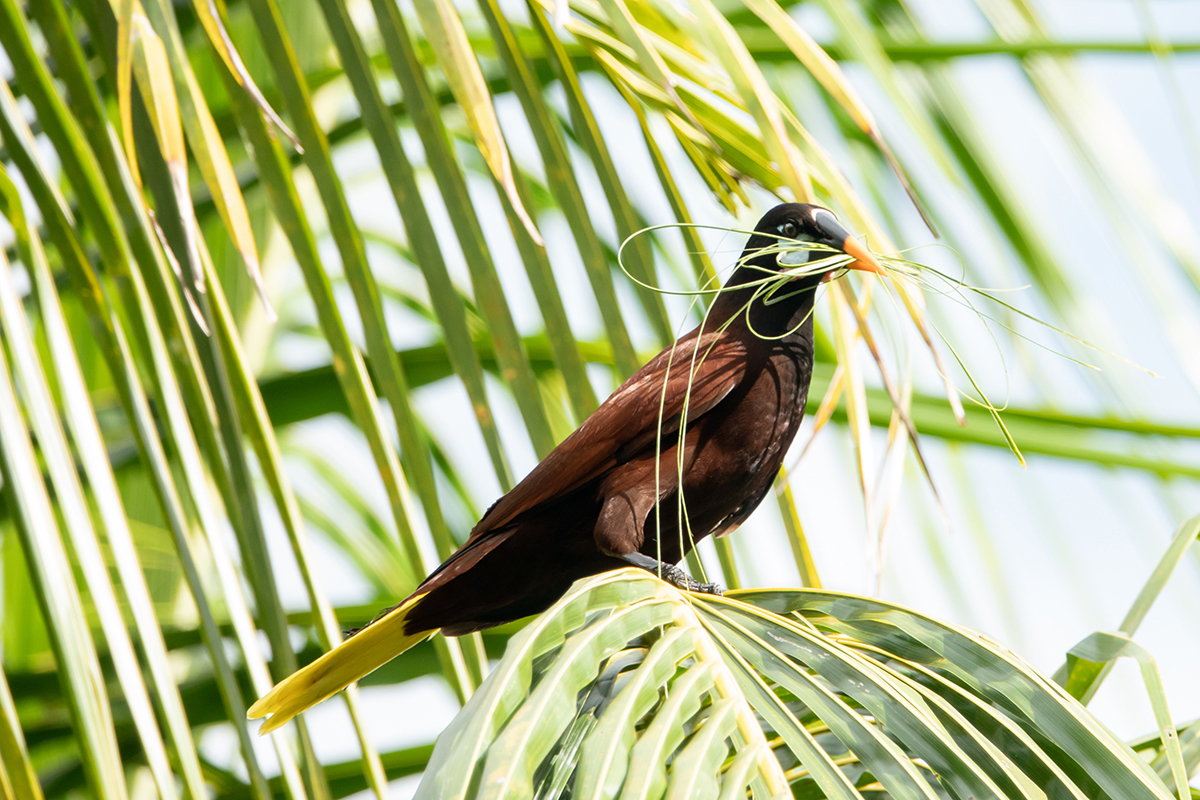 Bird in Costa Rica