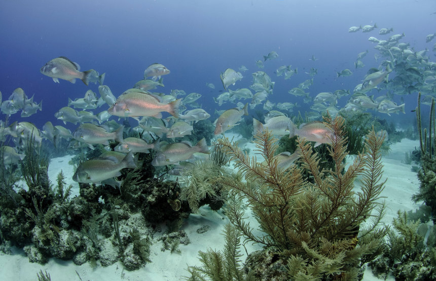 Diving in Belize