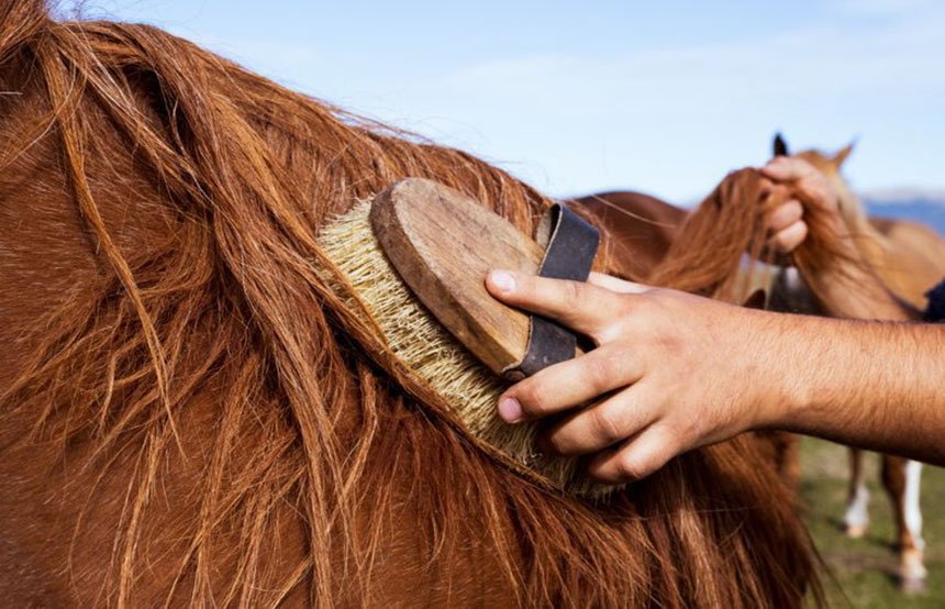 Horse riding