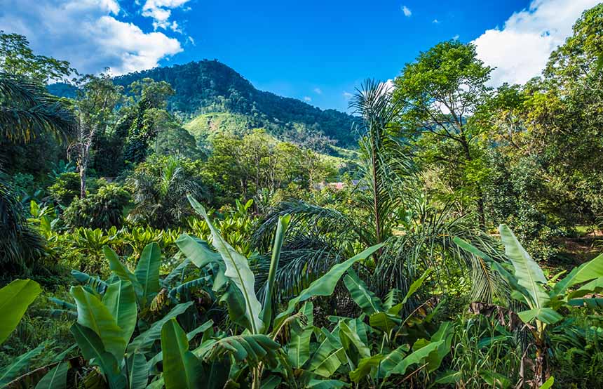 Ranomafana National Park, Madagascar