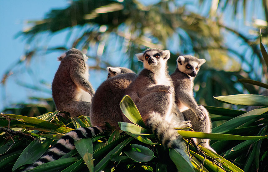 Ring-tailed Lemurs, Madagascar