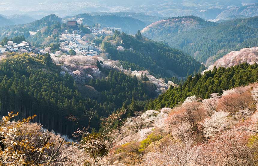 Sakura in Japan