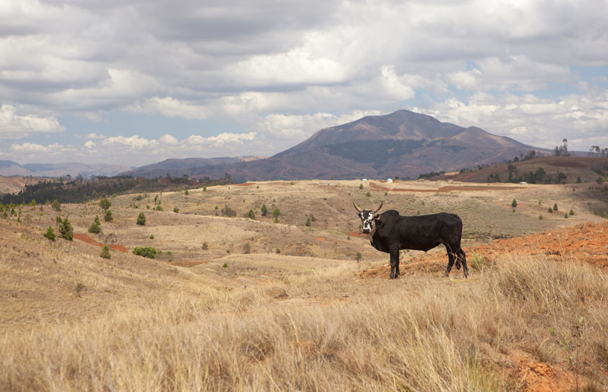 Zebus, Madagascar