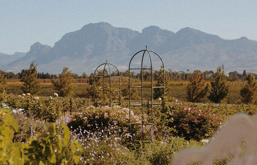 South Africa wineyards