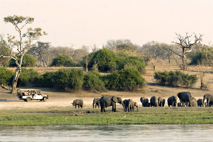 Elephants by herd
