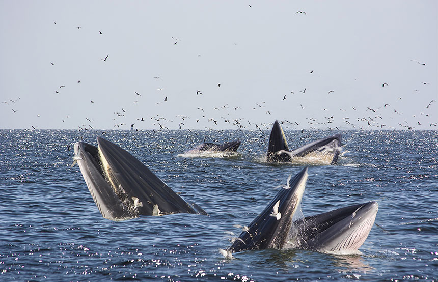 Whales feeding in Sri Lanka