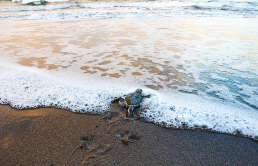 Turtle in a costa rican beach