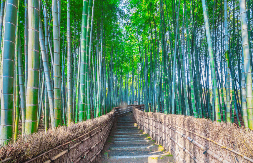 Bamboo grove