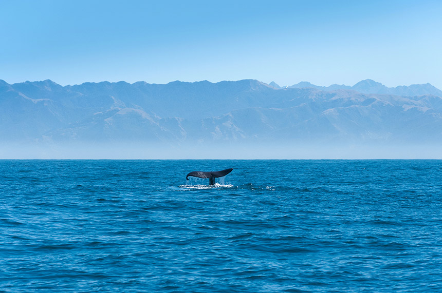 Whale fluke in Kaikoura, New Zealand
