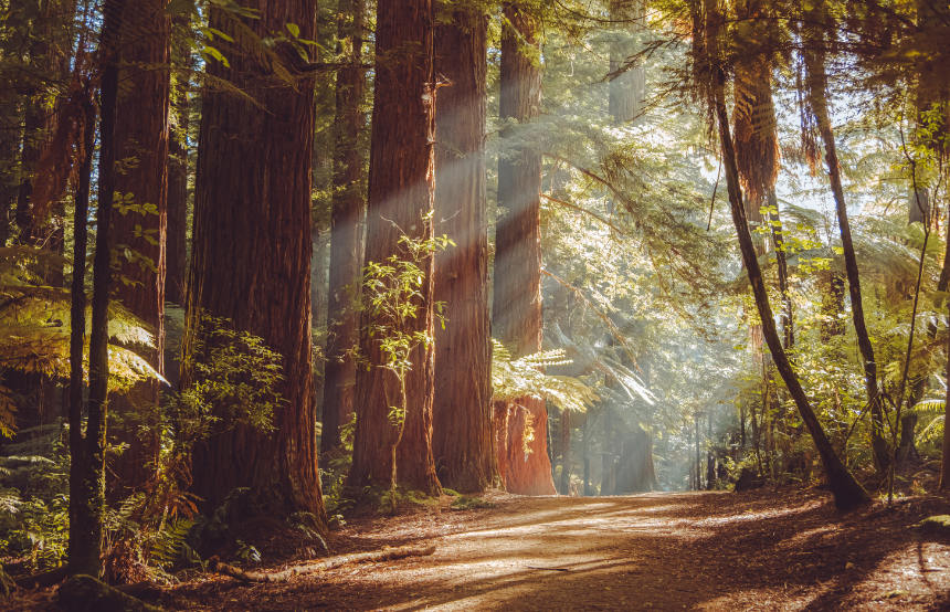 Humboldt redwoods