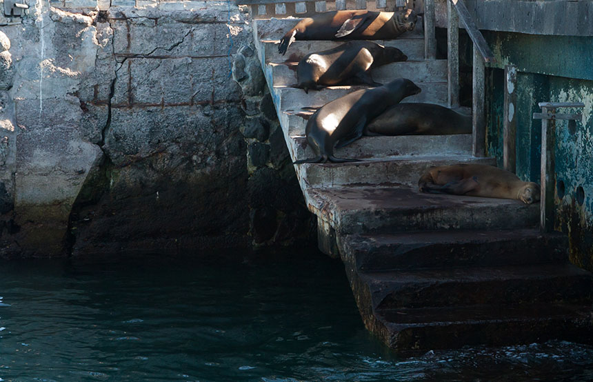 Galapagos Sea Lion