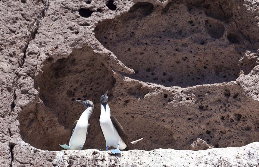 Blue-Footed Booby