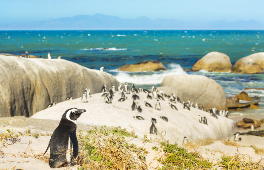 Boulders Beach