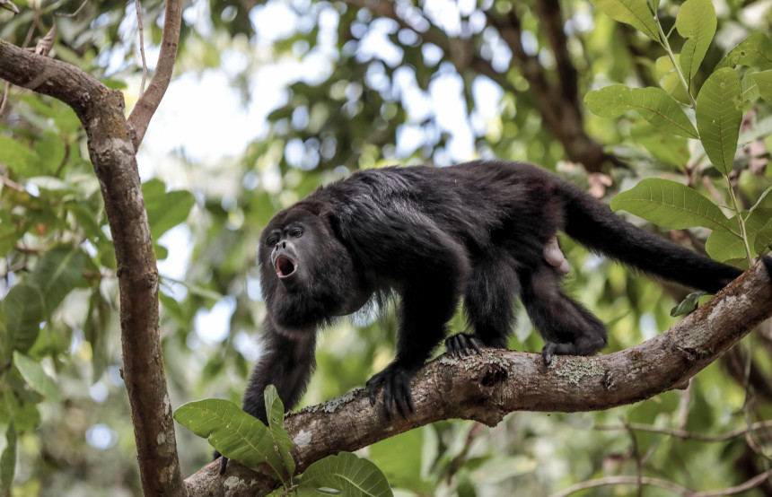 Howler Monkey in Belize