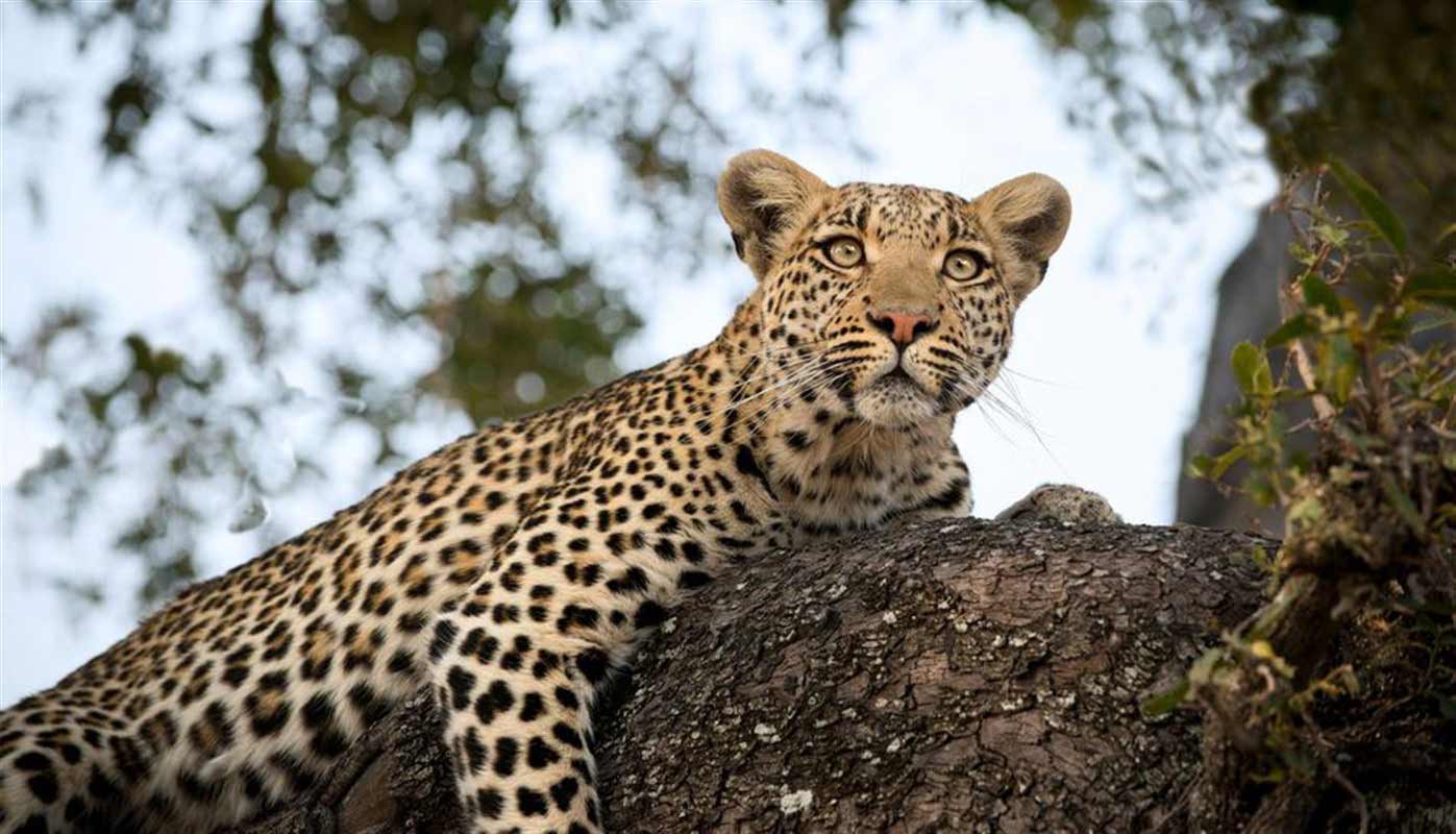 Leopard in Botswana