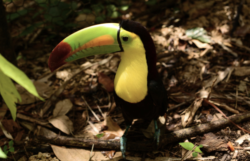 Toucan in Belize