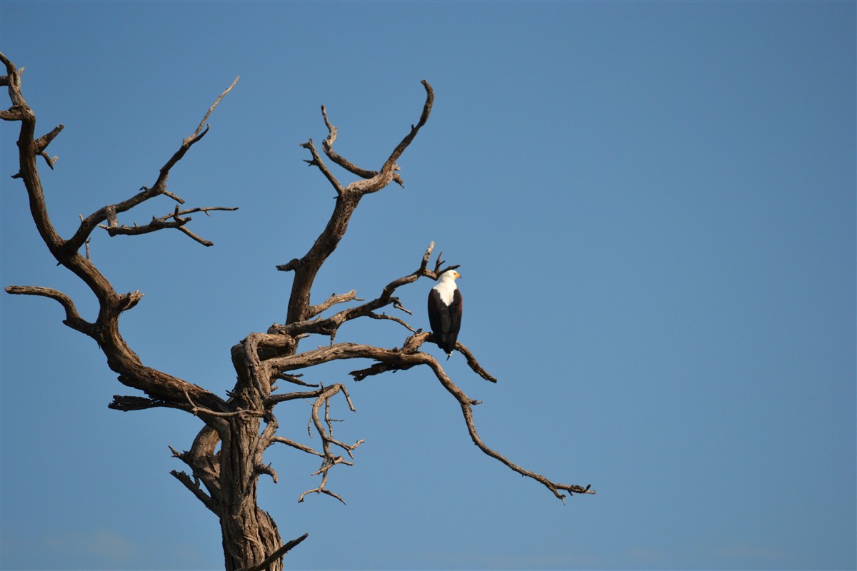 White-headed vulture