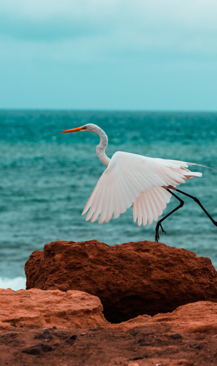 Bird Watching Holidays