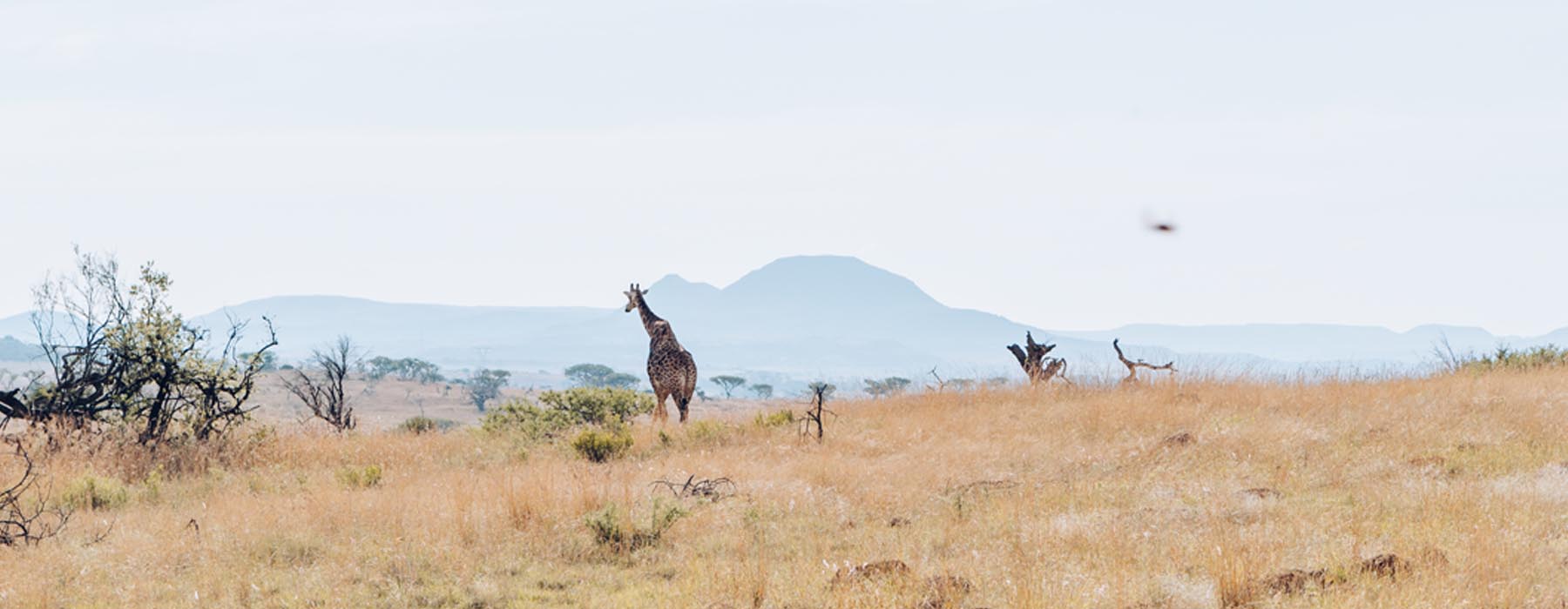 African Safaris