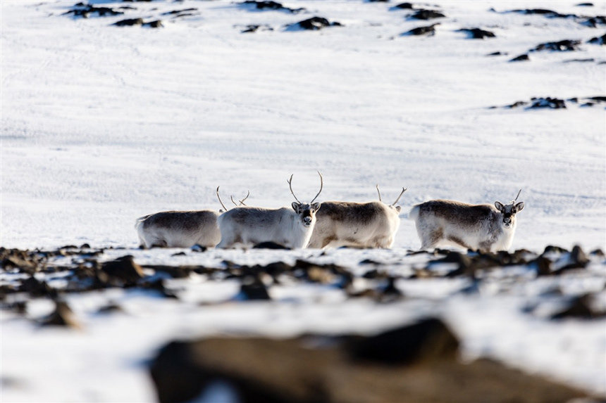 Five best books to read before travelling to Norway