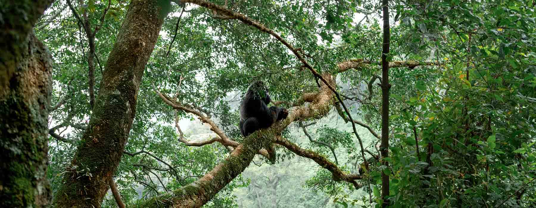  Bwindi Impenetrable Forest Holidays