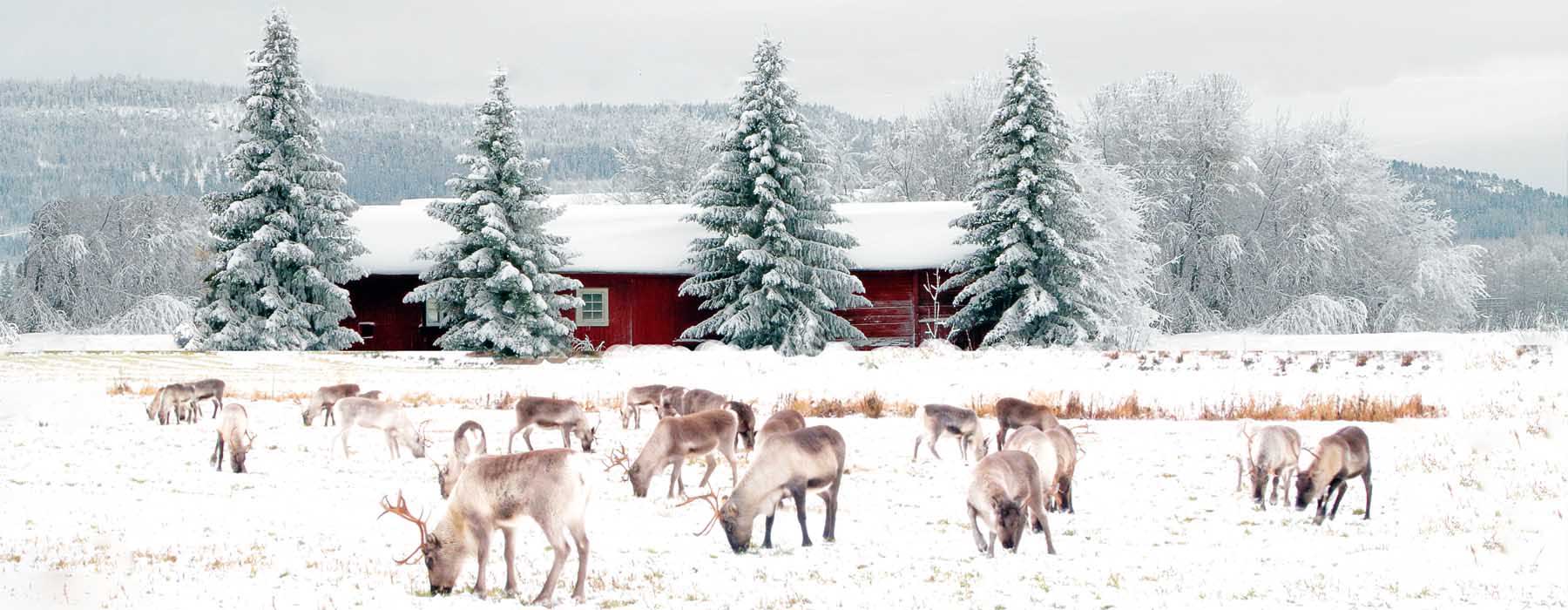 Finnish Lapland<br class="hidden-md hidden-lg" /> Holidays