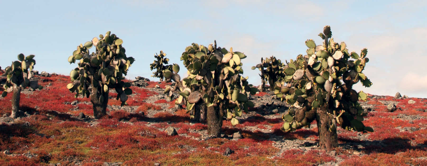  Galapagos Archipelago Holidays