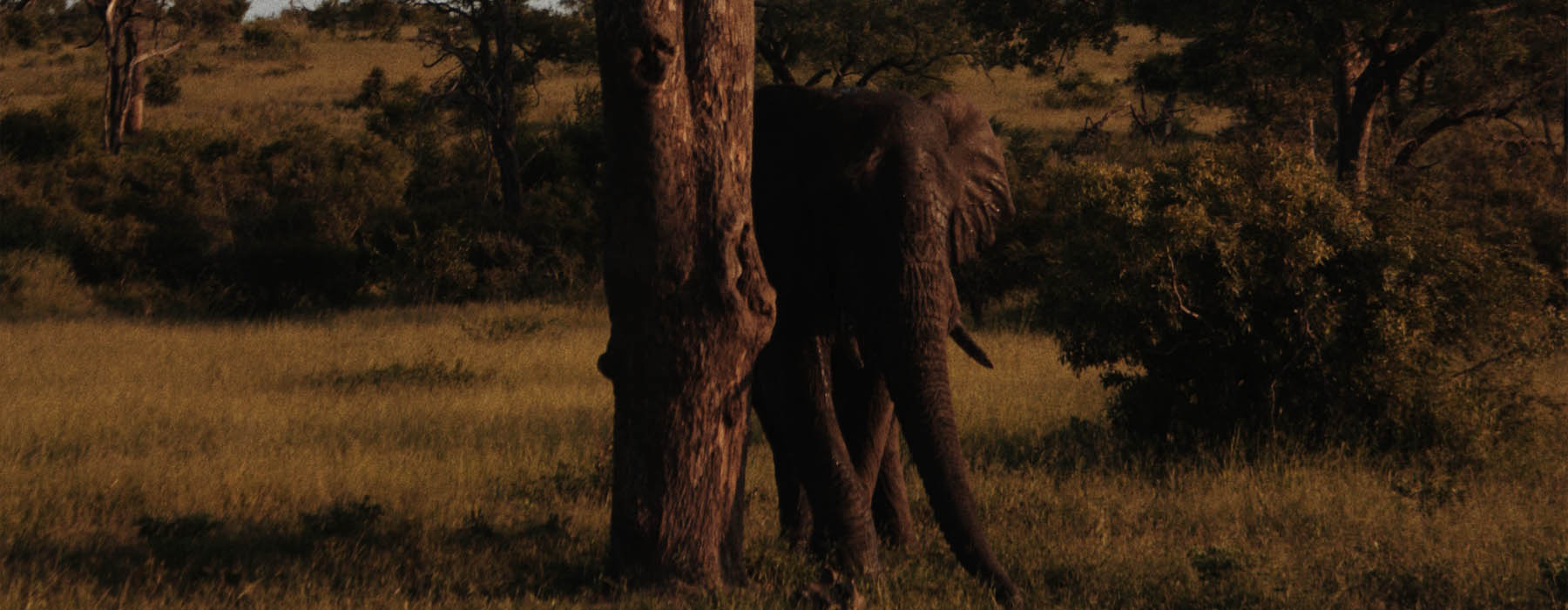  Lower Zambezi National Park holidays