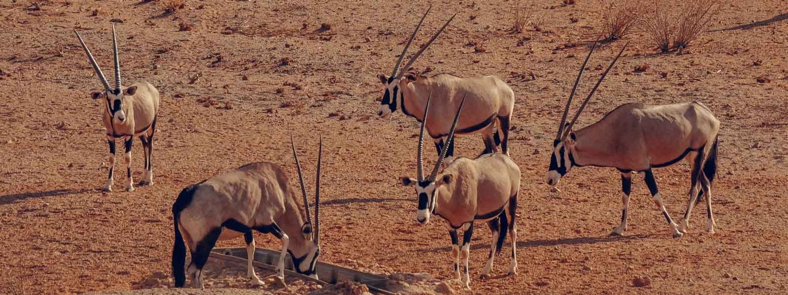 The Kalahari Desert & the Makgadikgadi Pans<br class="hidden-md hidden-lg" /> Holidays