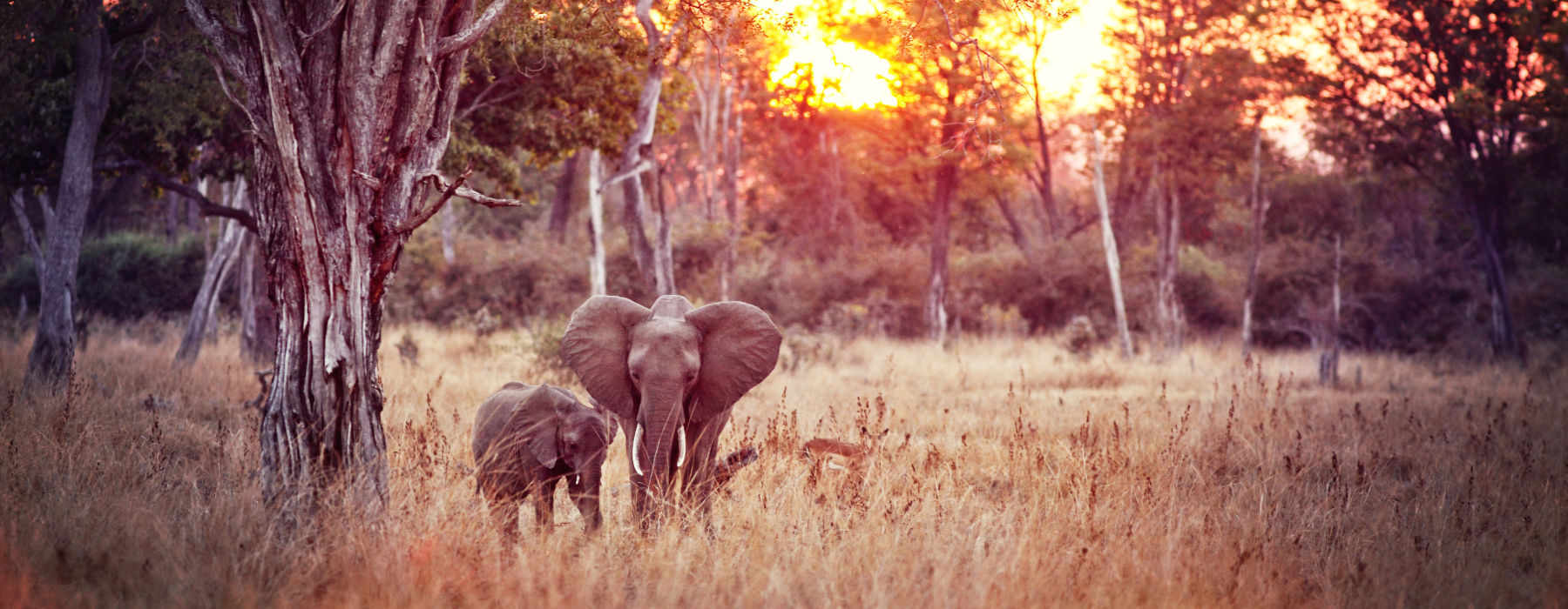  The South Luangwa Holidays