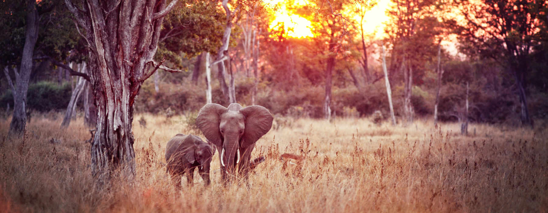  The South Luangwa holidays