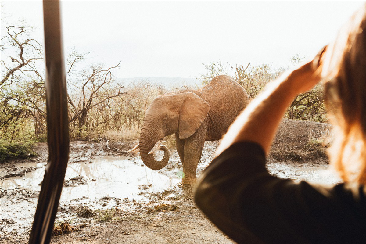 Elephant photographed