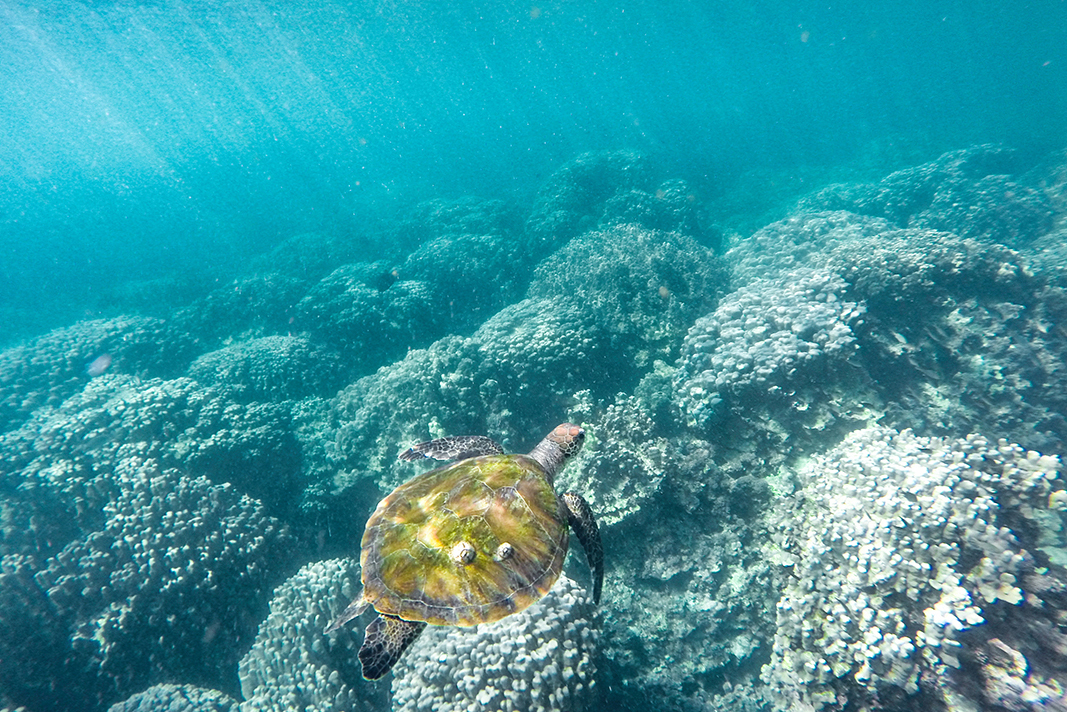 turtle swimming