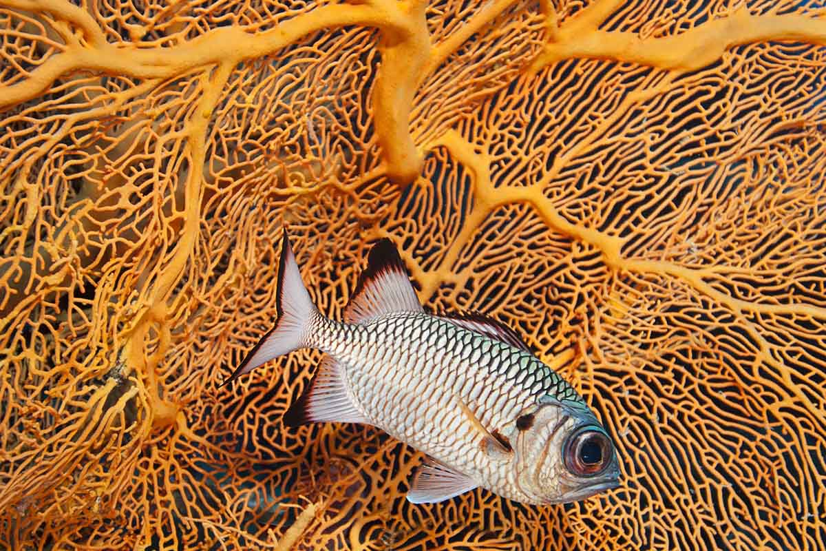 Fish swimming coral