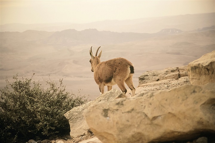 What to do in Mitzpe Ramon