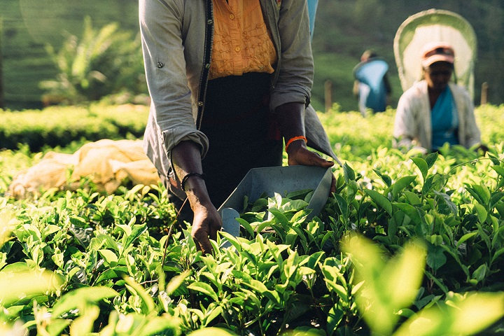 Tea in Sri Lanka