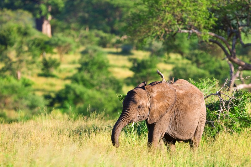 elephant in tanzania