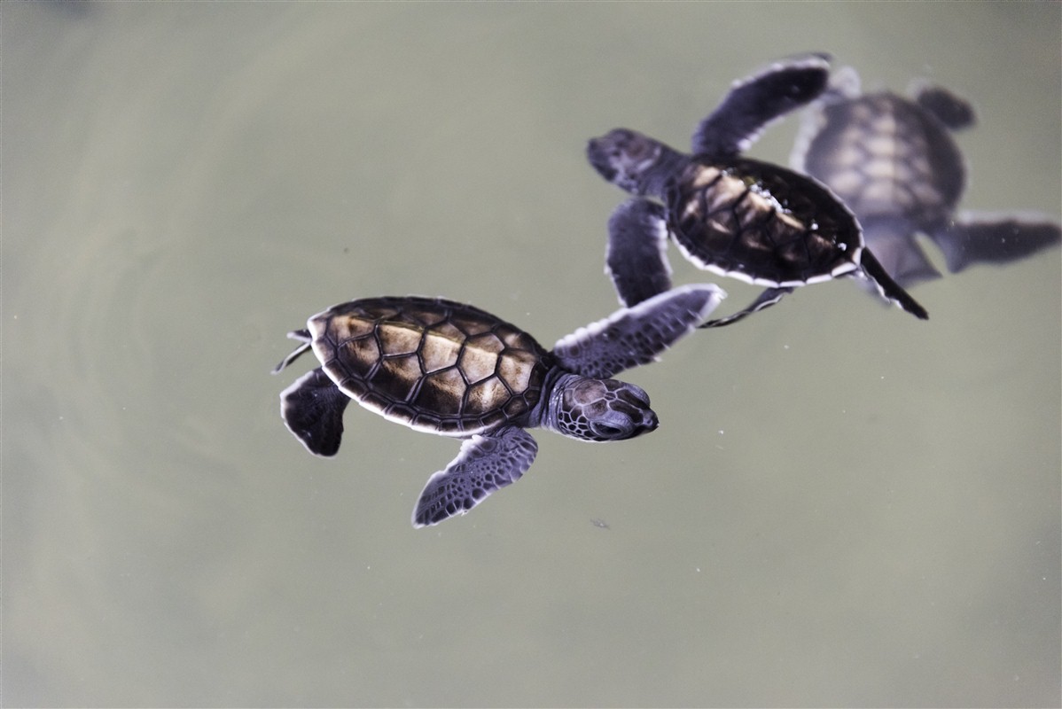 Sri Lanka Turtle