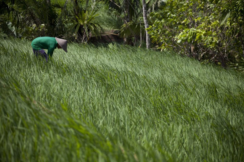 Farmer in Bali