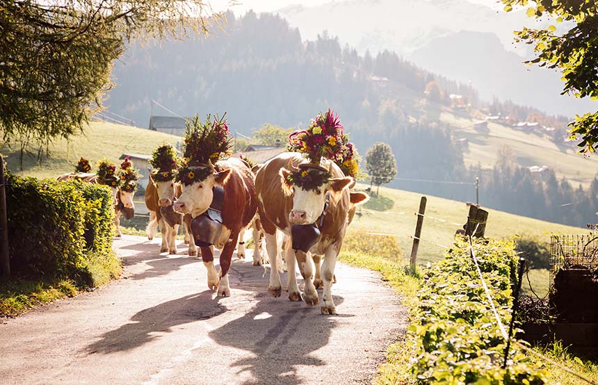 Alpine Cow Festival, Switzerland