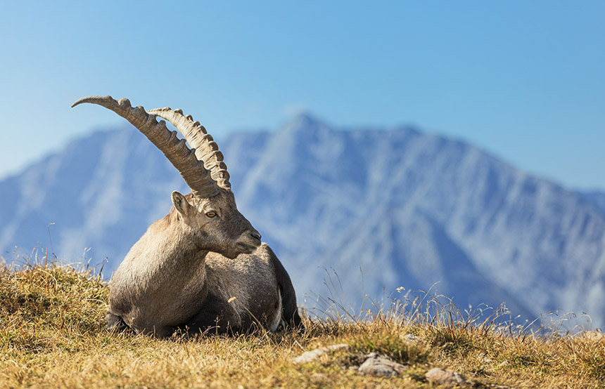 Alpine Ibex