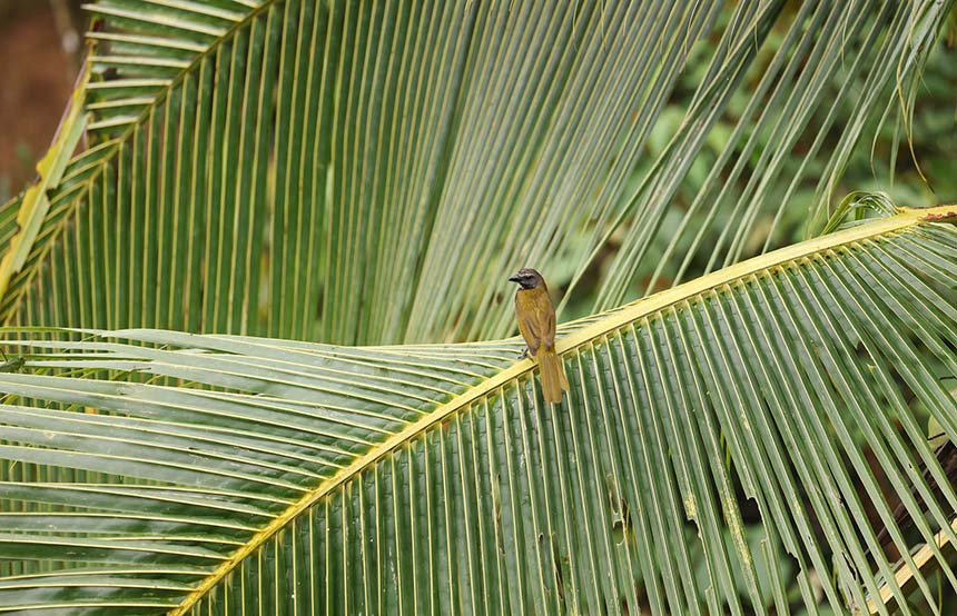 Bird on Palm Leaf