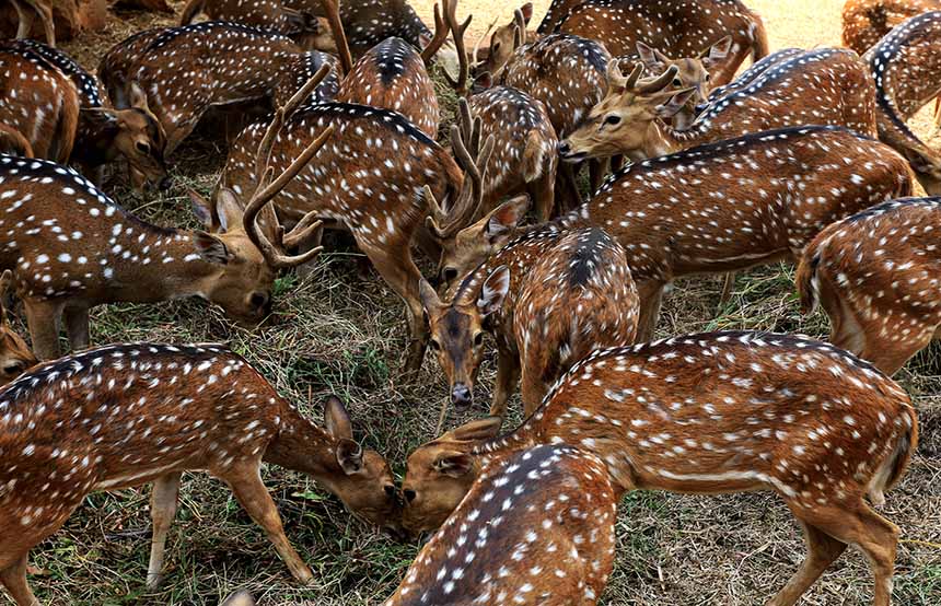 Deer, Ranthambore National Park